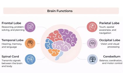brain-function1